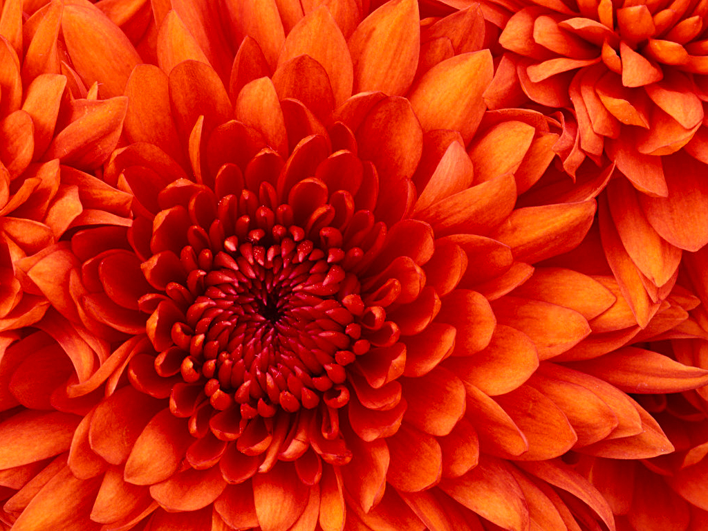 Visiting Card Portfolio Image